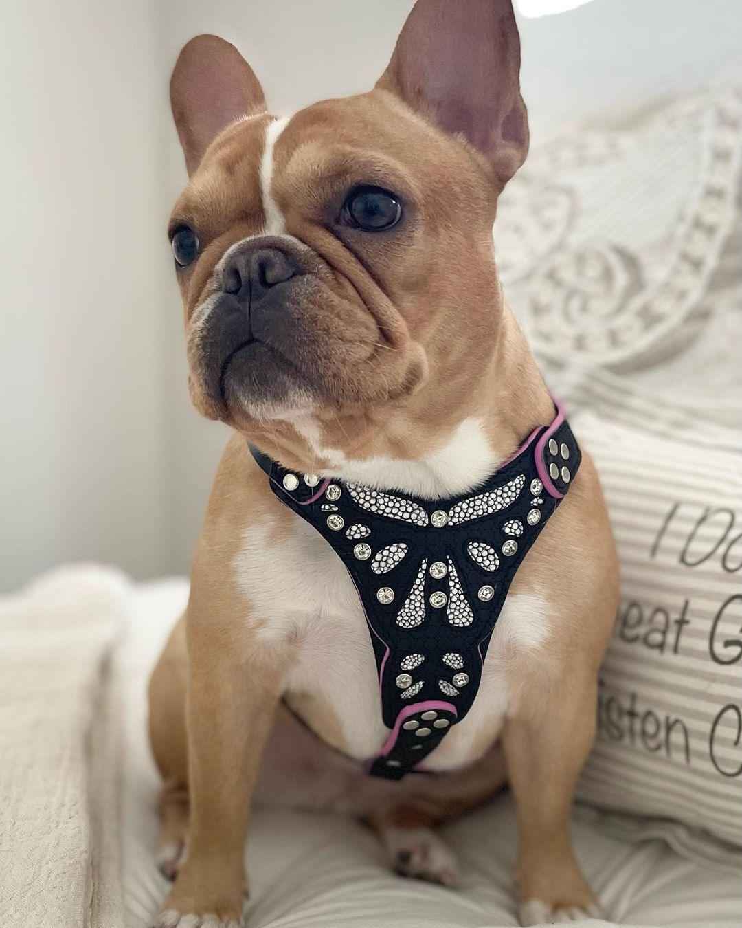 Bestia Ariel Leather Small to Medium Dog Harness