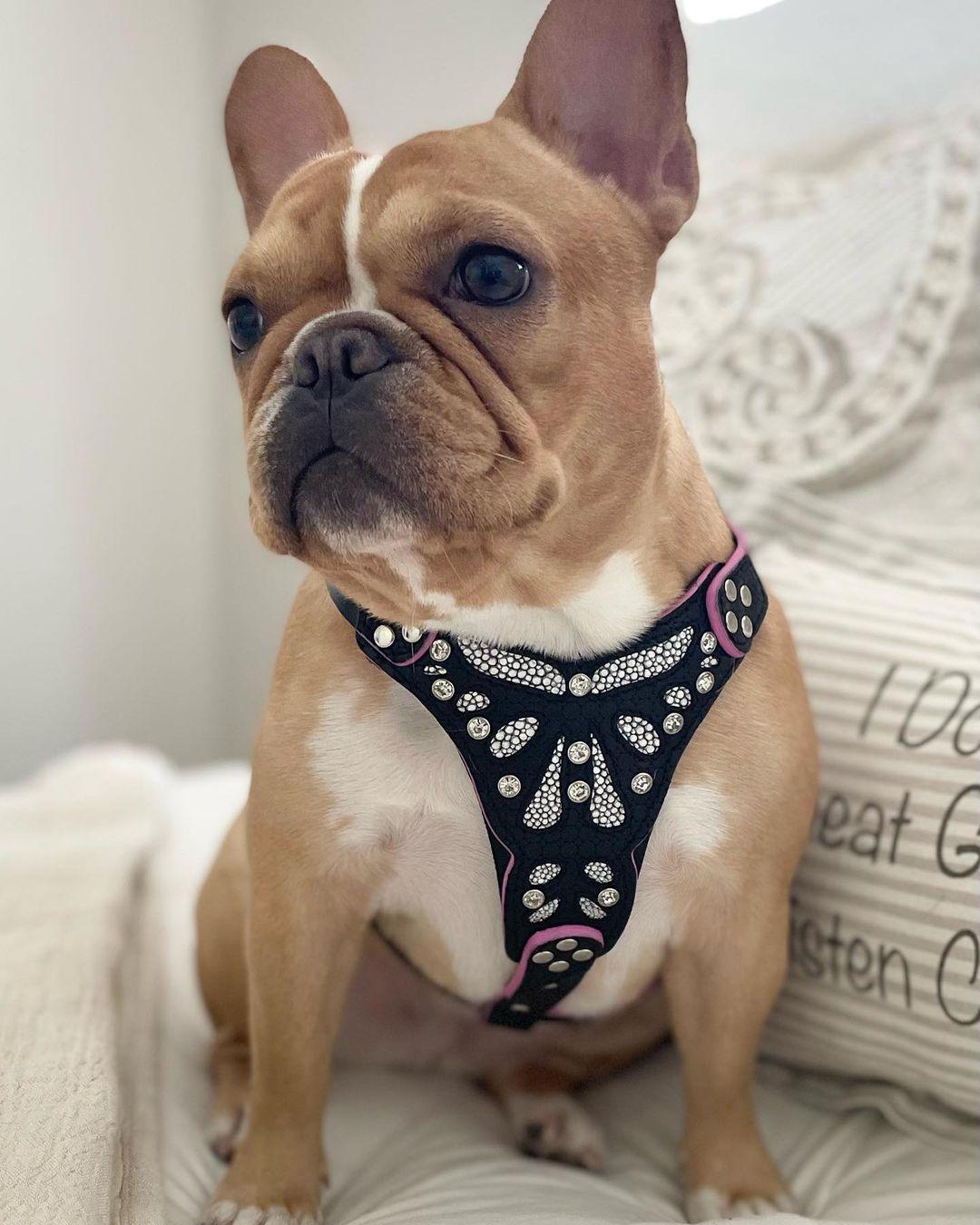 Bestia Dog Gear Genuine Leather Dog Harness - Pink 