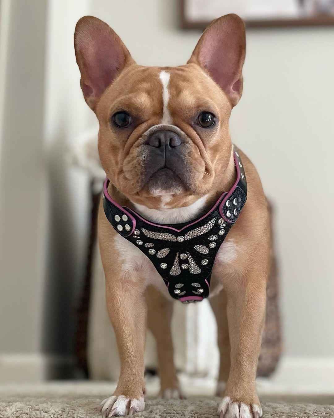 Bestia Ariel Leather Small to Medium Dog Harness