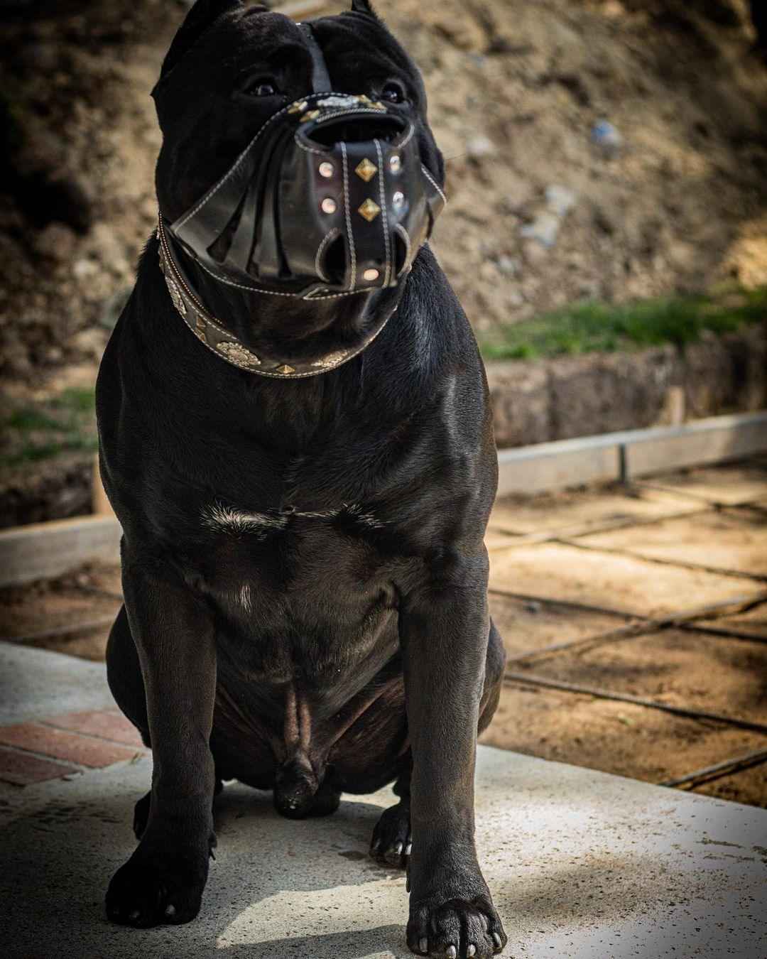 Bestia Aztec Basket Black Leather Dog Muzzle