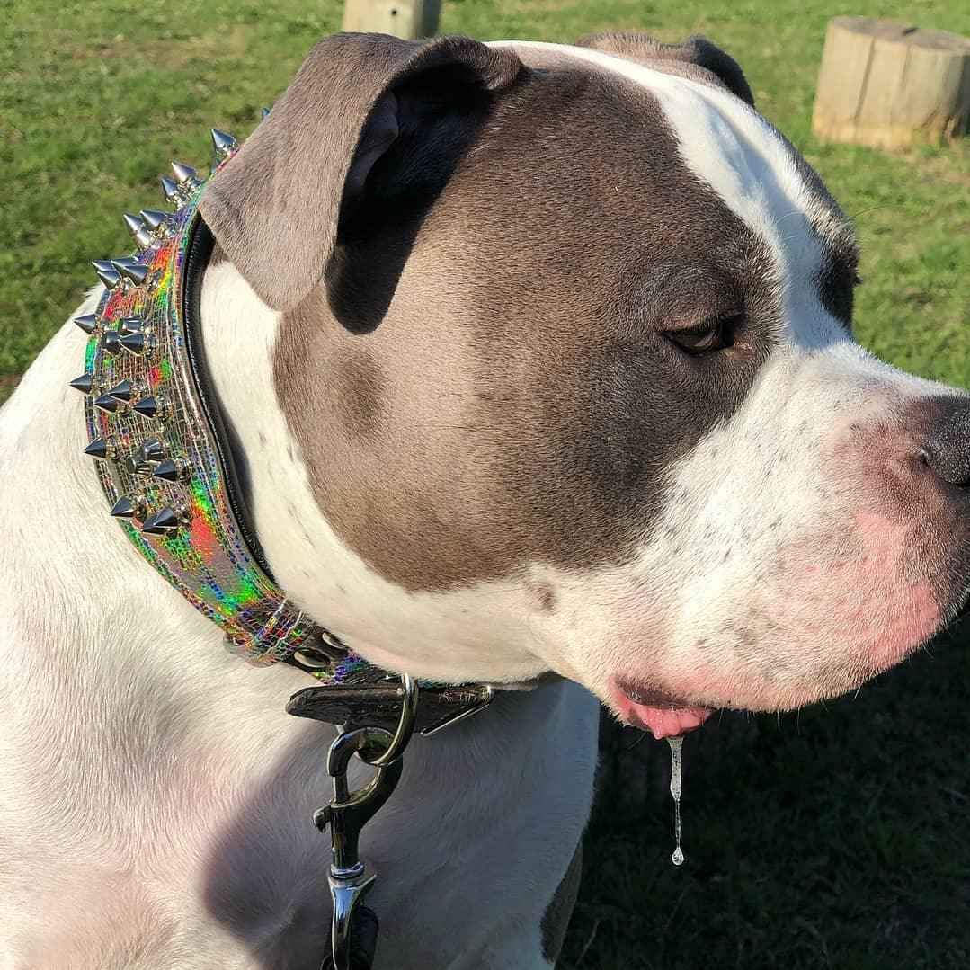 Bestia Chameleon Limited Edition Leather Large Breed Dog Collar