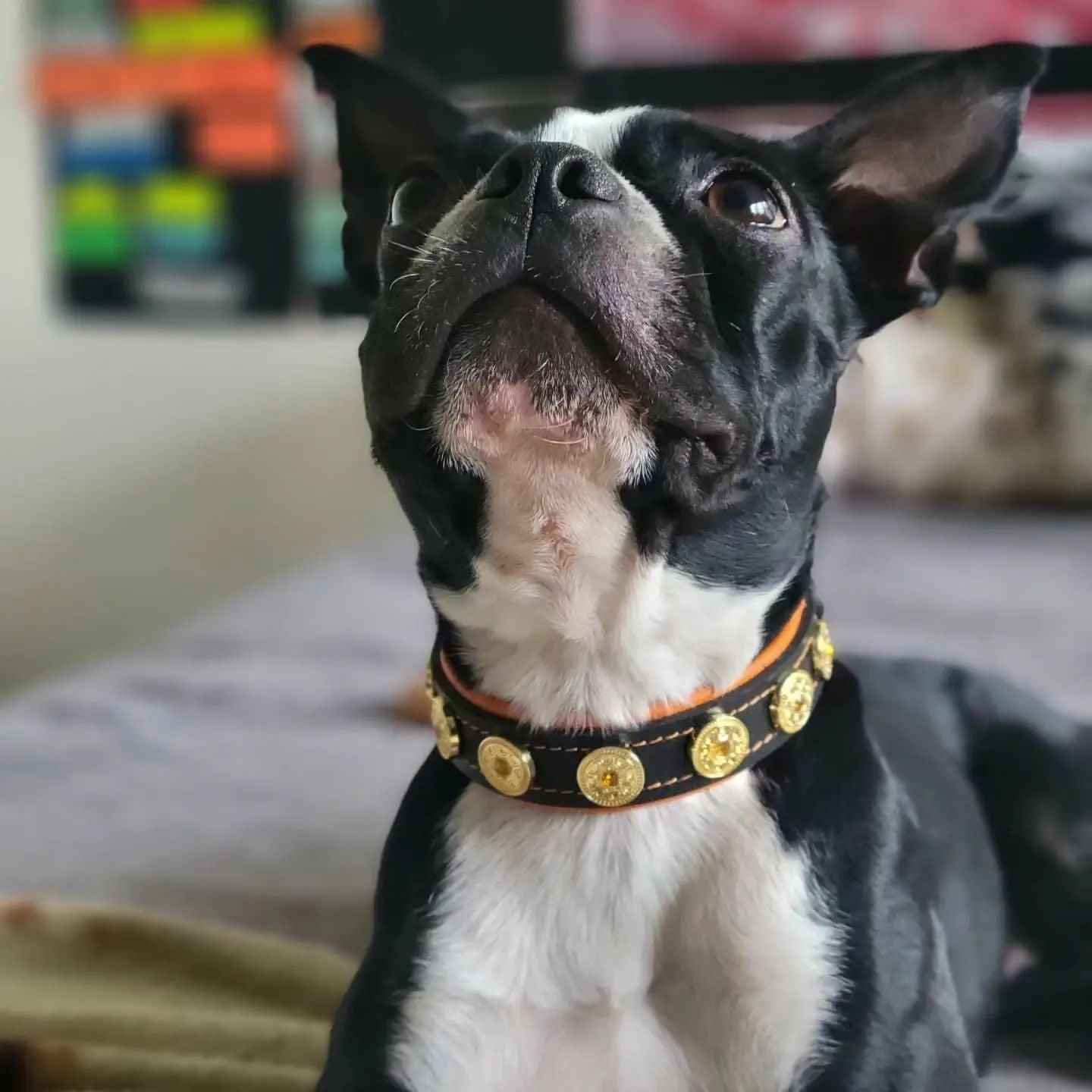 Bestia Bijou Handmade Leather Puppy Collar