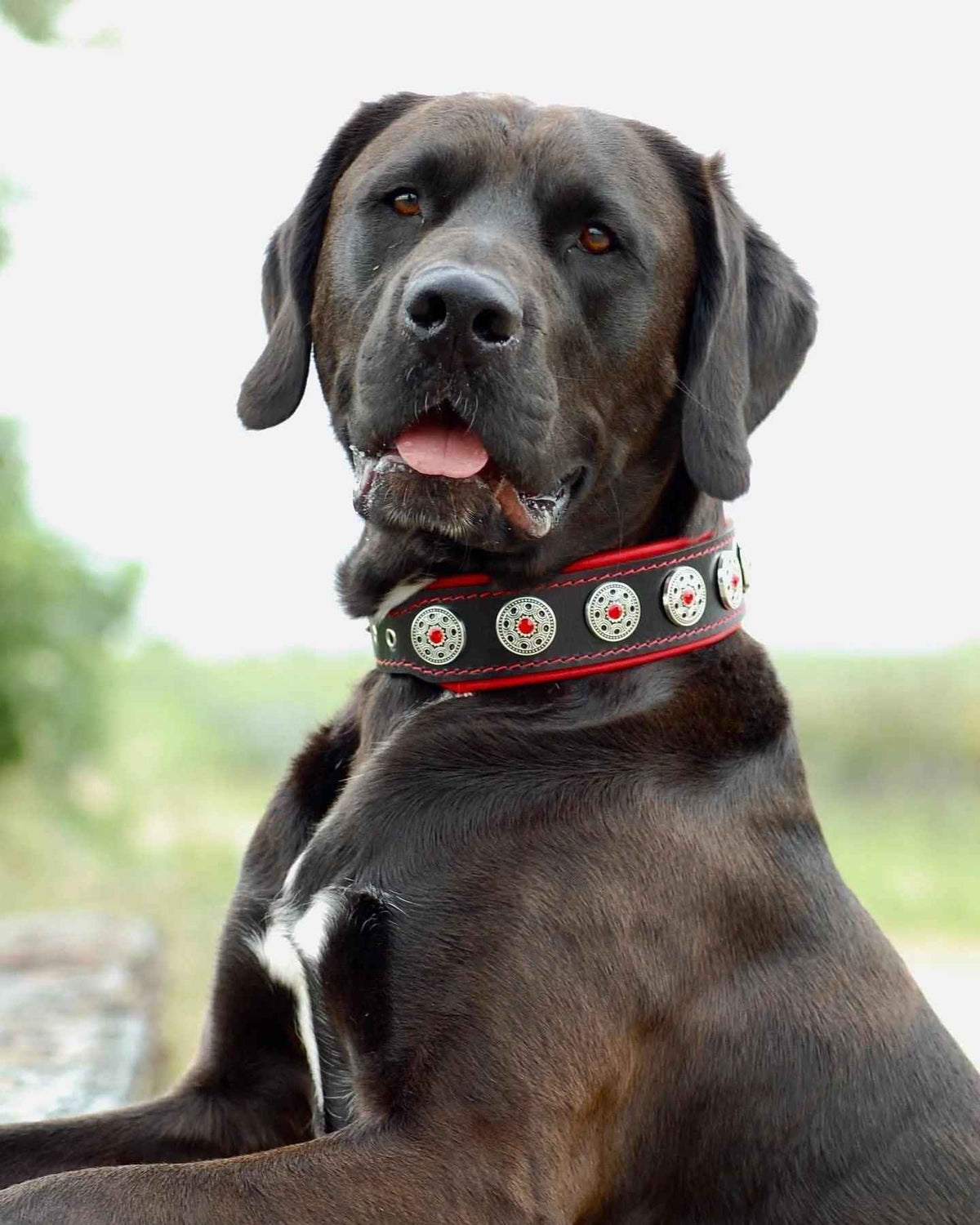 Bestia Bijou Black & Red Leather Dog Collar