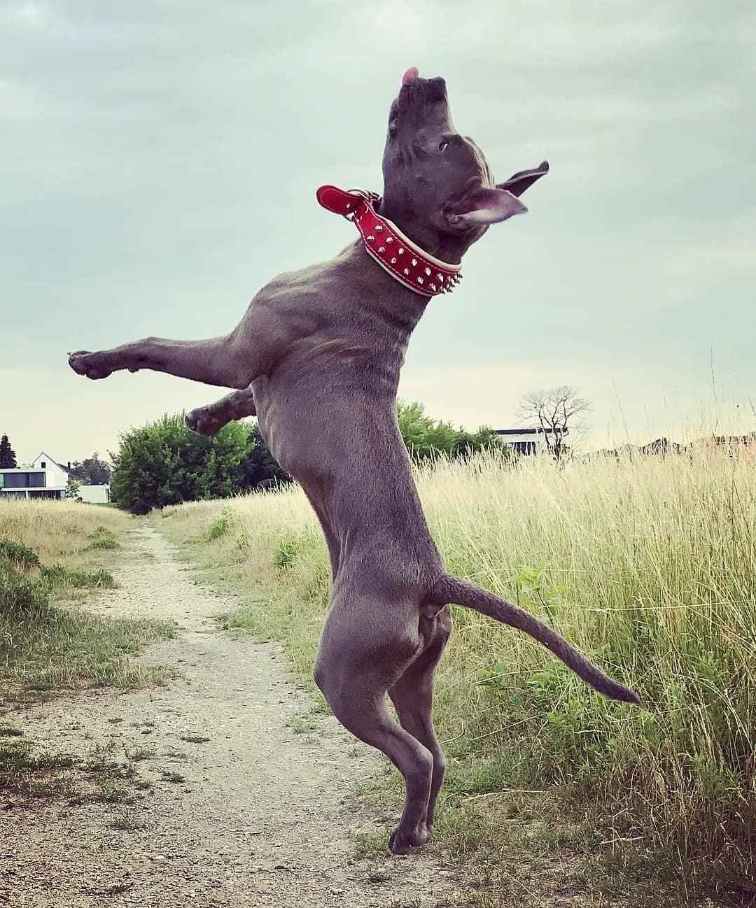 Bestia Red Frenchie Leather Dog Collar