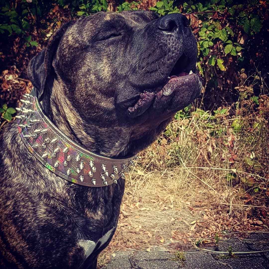 Bestia Chameleon Limited Edition Leather Large Breed Dog Collar