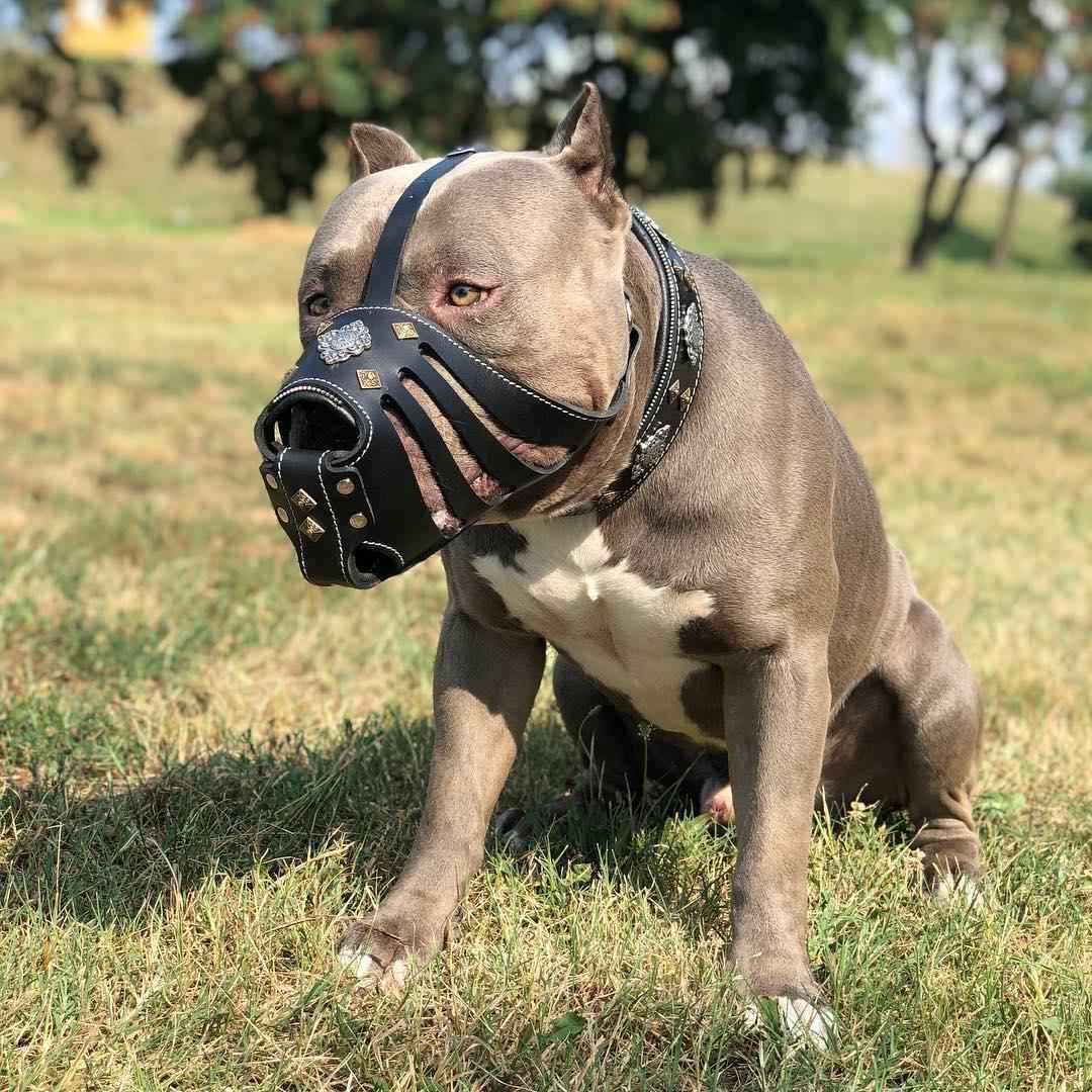 Bestia Aztec Dark Brown Basket Leather Dog Muzzle