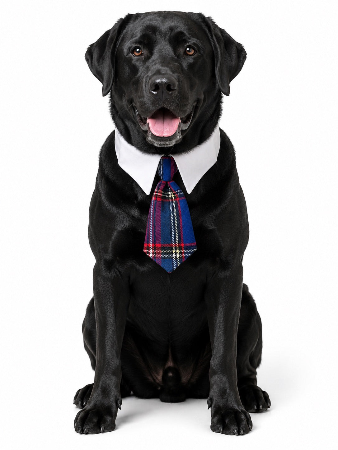 Heads or Tails Pup Fall Dog Tie Collection Gift Box