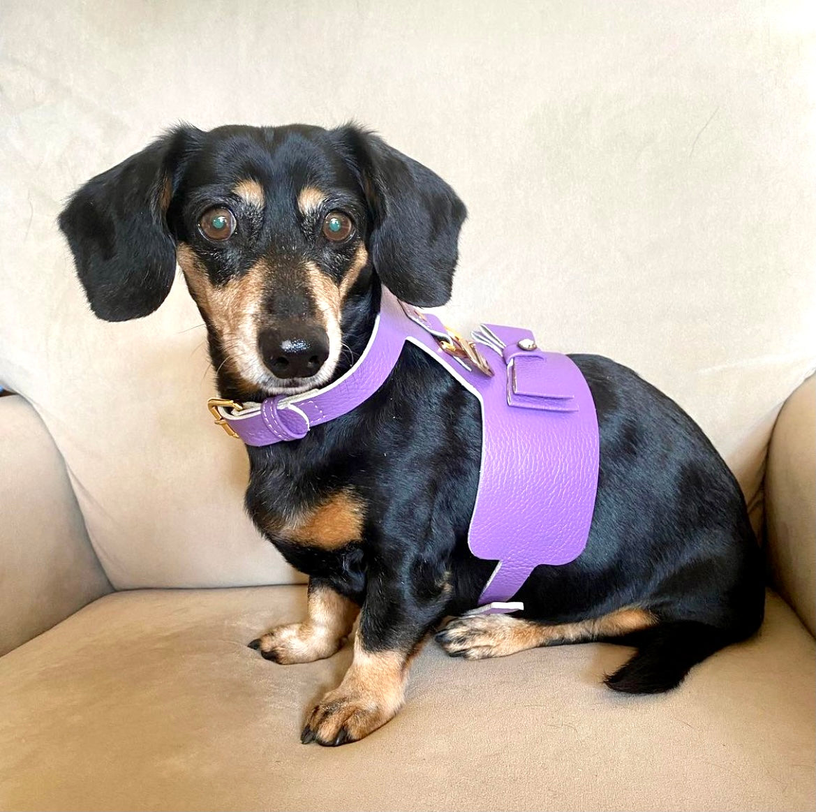 Harness - Lavish Lavender