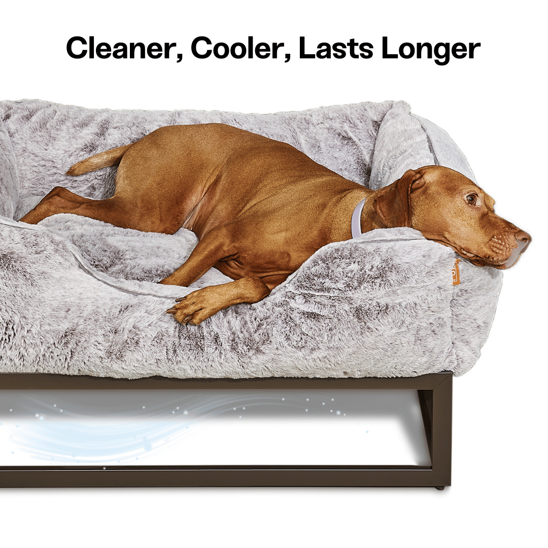 The FUZI Elevated Dog Bed