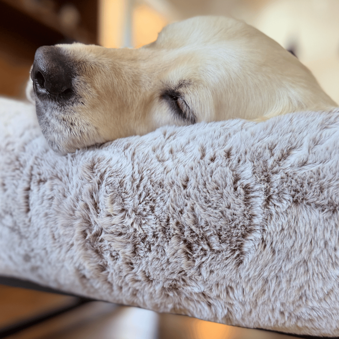 FÜZI Elevated Dog Bed in Truffle with black base, detail of fabric and stitching