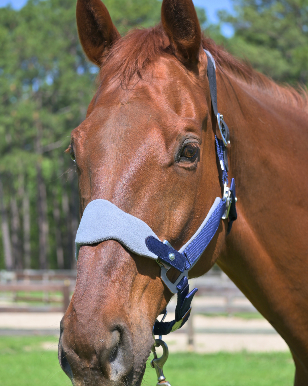 Magna Halter TM in Blue with Fleece Nose and Fleece Crownpiece Leather Breakaway
