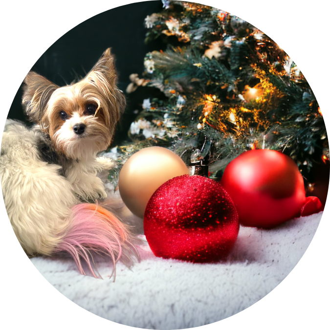 3" Custom Ceramic Ornament - HT Animal Supply