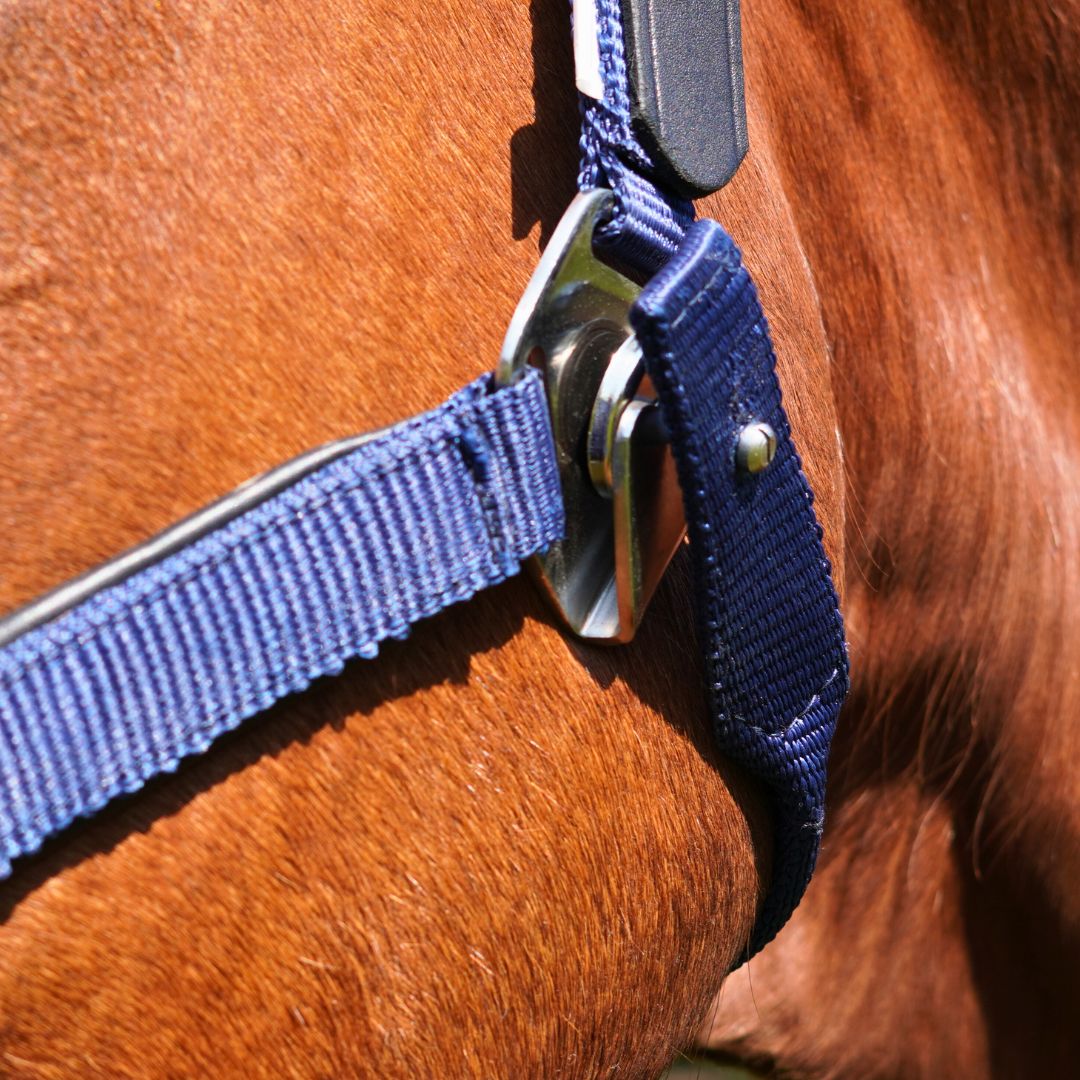 Magna Halter TM in Blue with Leather Breakaway