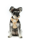 No Pull Active Pet Harness-Apricot