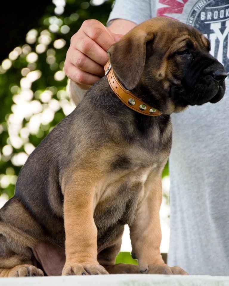 Bestia Superstar Leather Puppy Collar