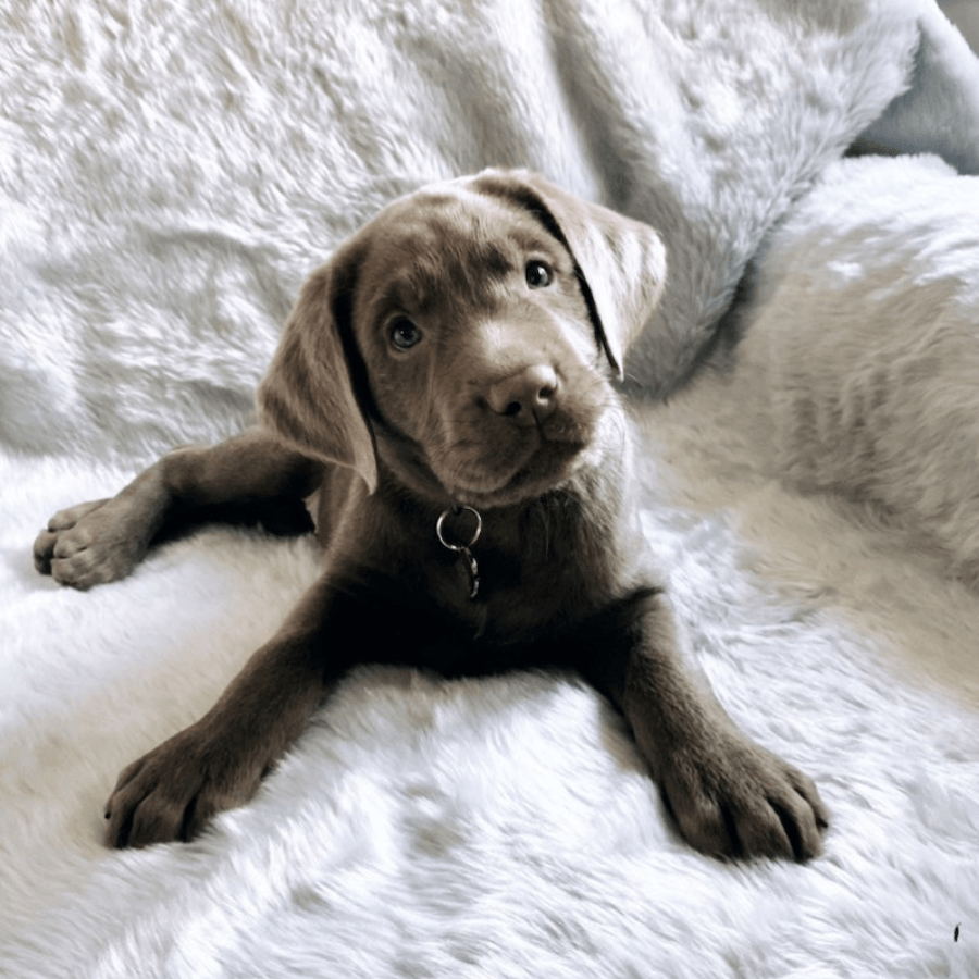 PupProtector Short Fur Waterproof Throw Blanket Polar White