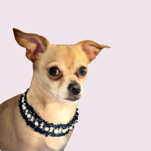 Pearl and Tweed Dog Collar