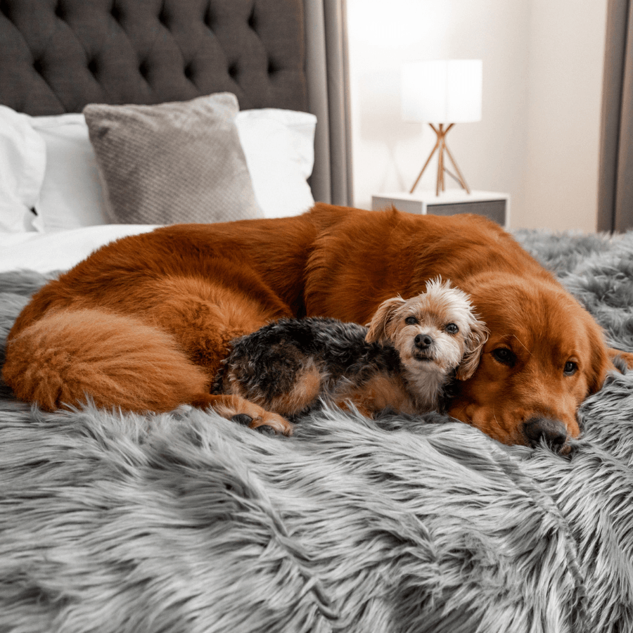PupProtector Waterproof Throw Blanket Charcoal Grey