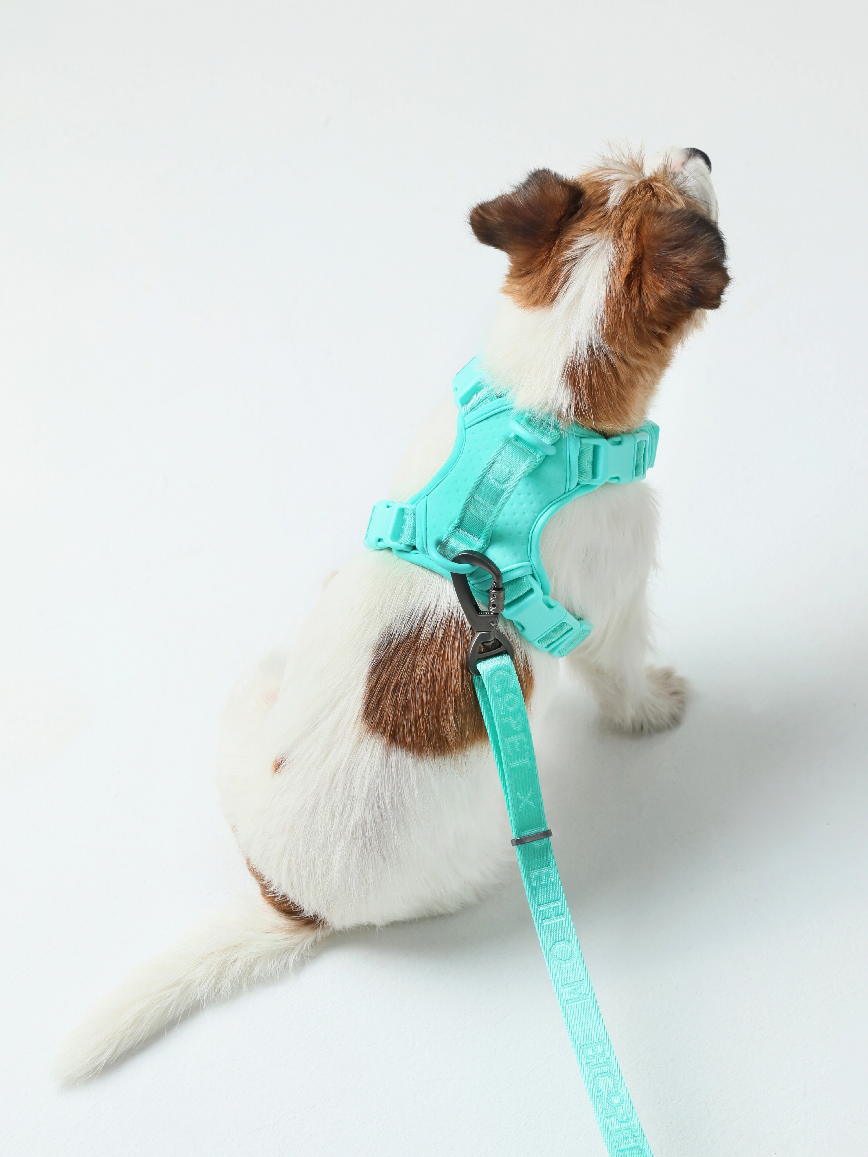 No Pull Active Pet Harness-Mint Green