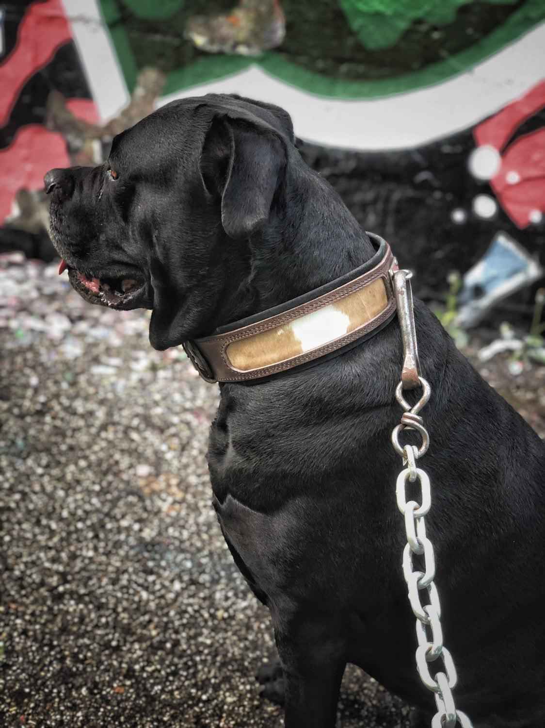 Bestia Buffalo Leather Dog Collar