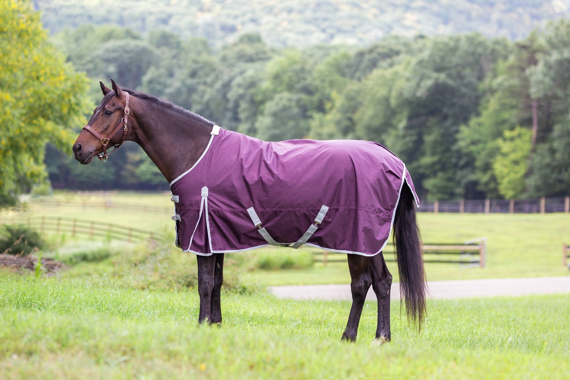 Gatsby Shield 1200D Waterproof Turnout Sheet - Plum/Grey - 69