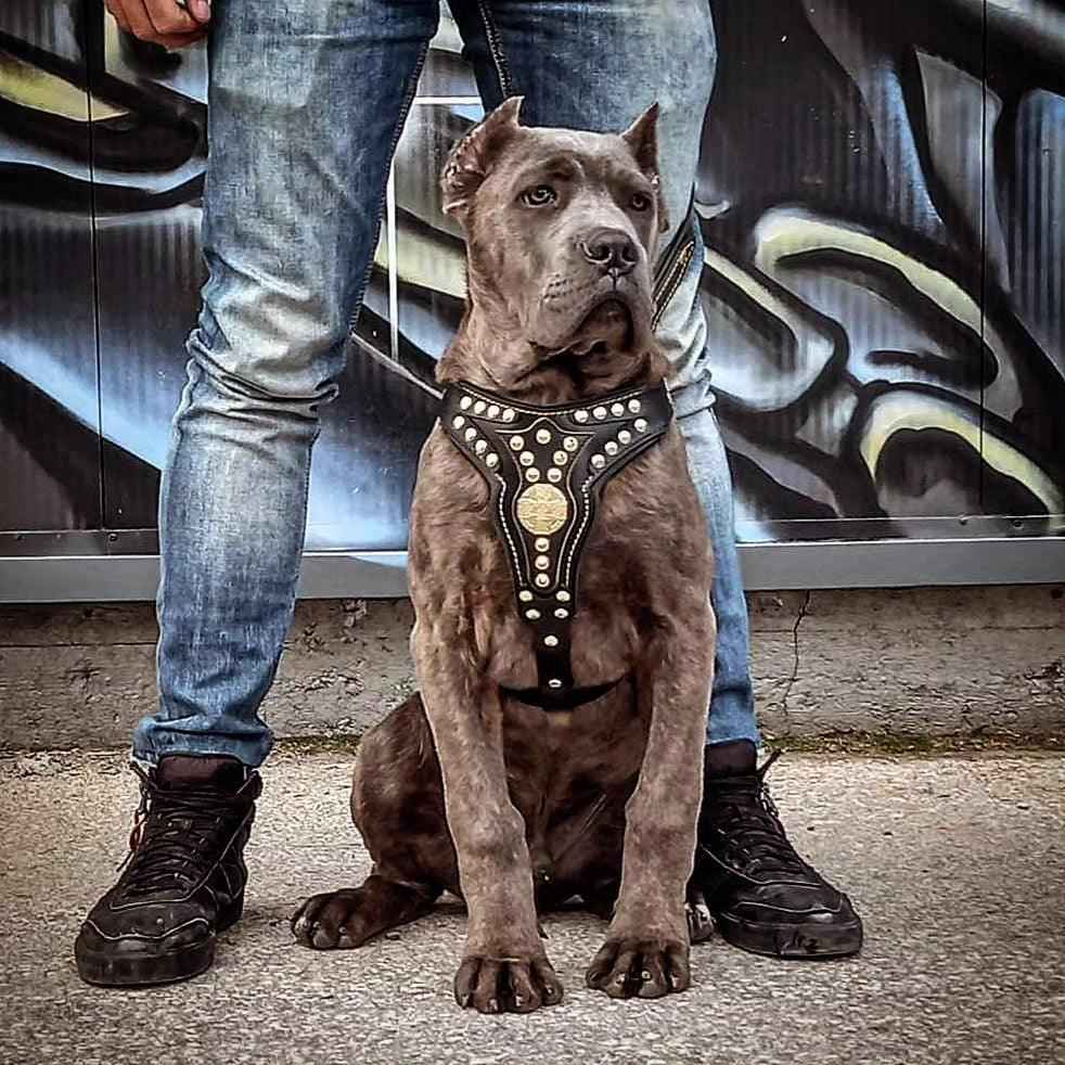 Bestia Maximus V2 Leather Medium Dog Harness