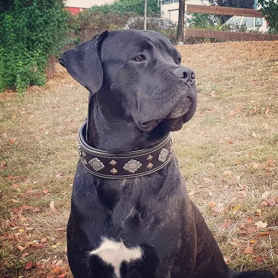 Bestia Aztec Black Leather Dog Collar
