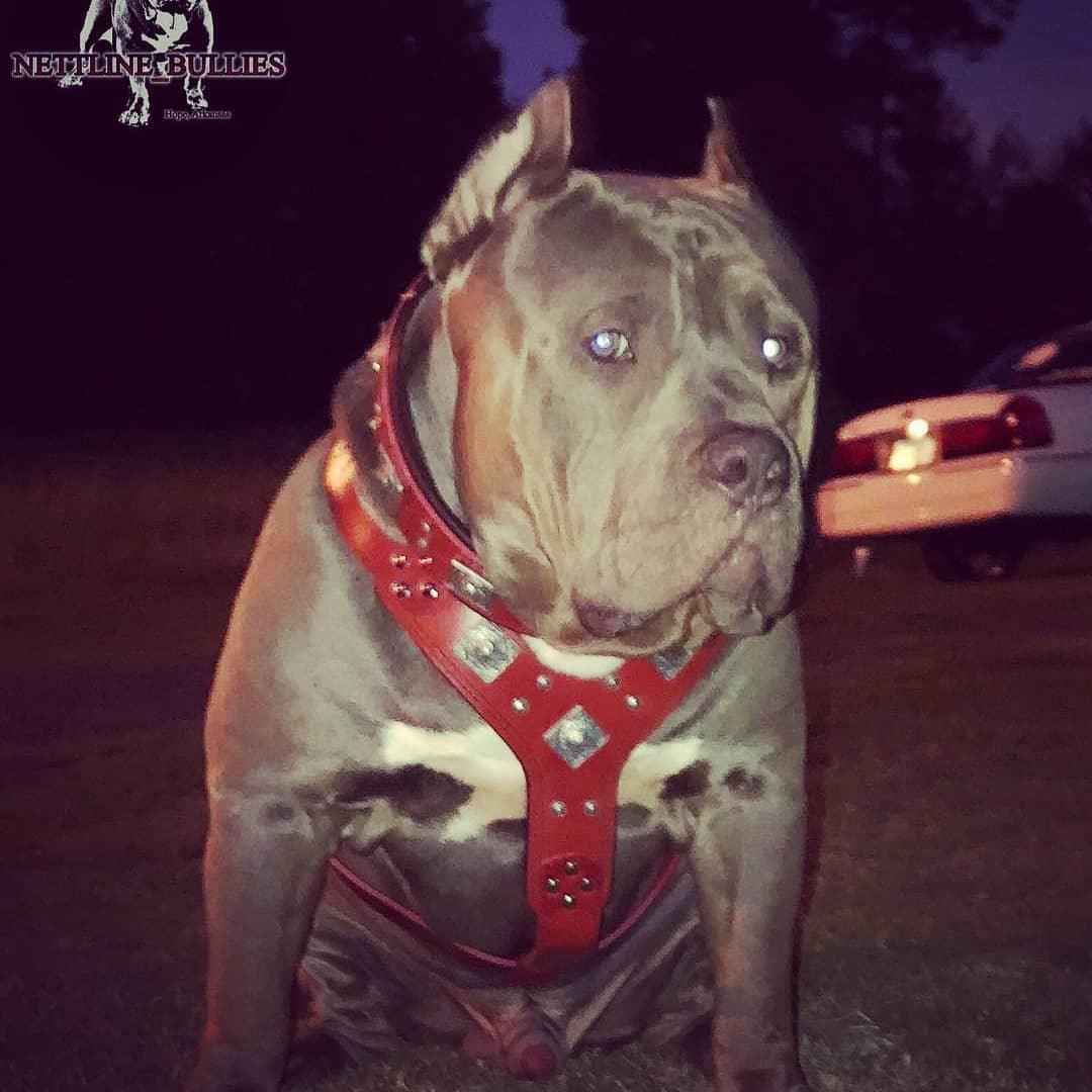 Bestia Eros Red Leather Dog Harness