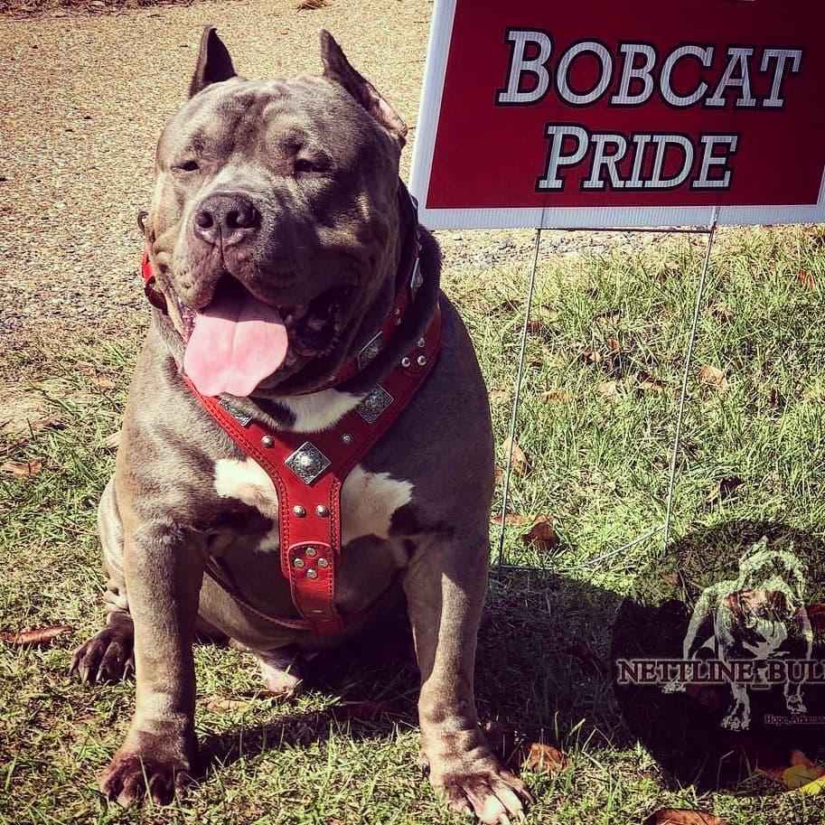 Bestia Eros Red Leather Dog Harness