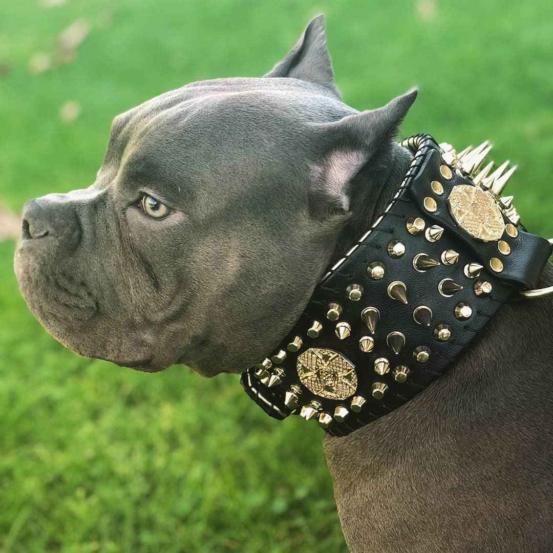 Bestia Imperium Hand Stitched 8 Cm Wide Show Leather Dog Collar