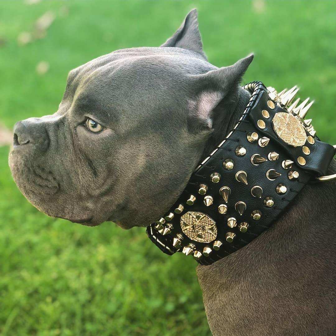Bestia Dog Gear Genuine Leather Dog Collar - Gold 