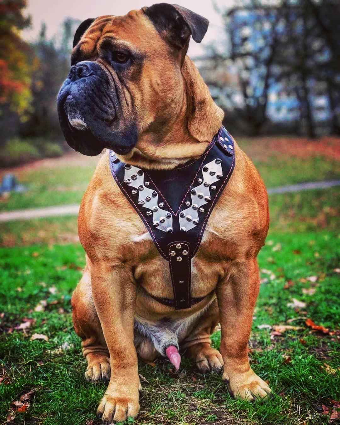 Bestia Steel Leather Dog Harness