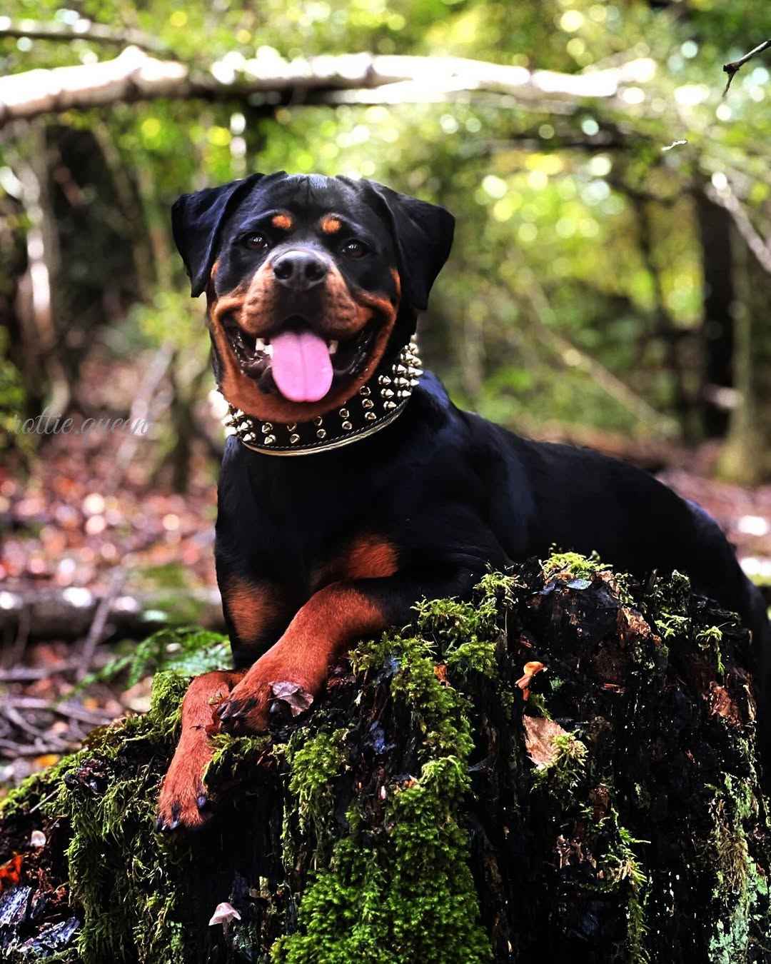 Bestia Gold Giant Leather Dog Collar