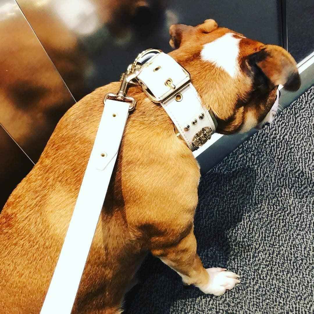Bestia Maximus White & Gold Leather Dog Leash