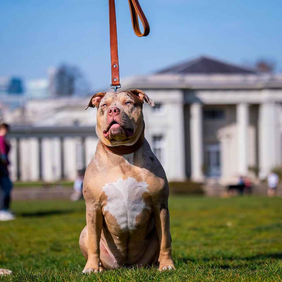 Bestia Plain Style Brown Leather Dog Collar