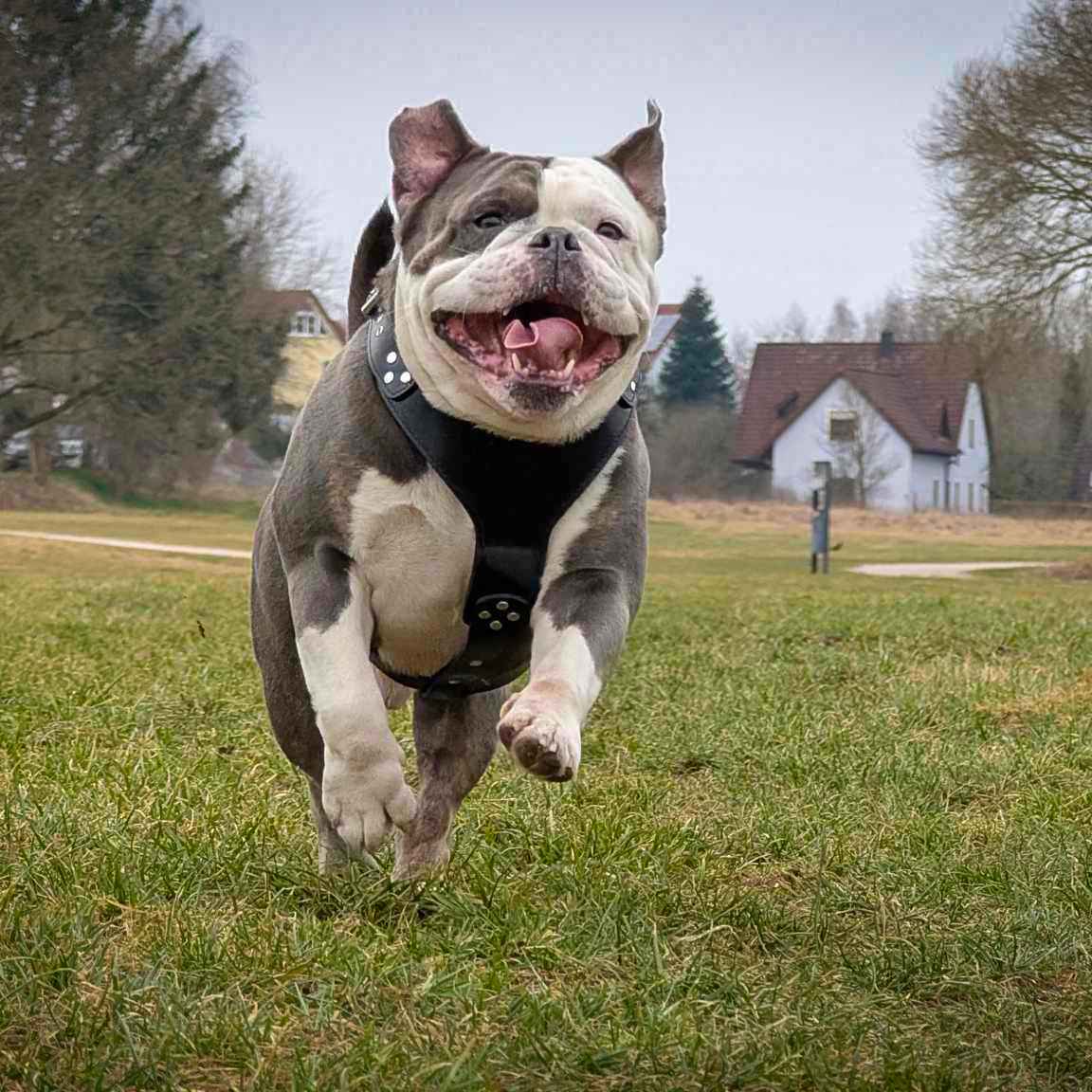 Bestia Style Black Leather Dog Harness
