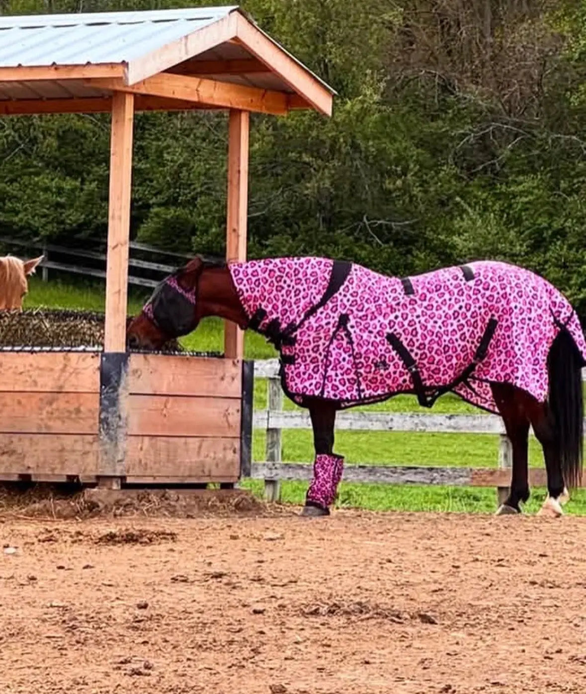 Catty Cowgirl Mid-Weight Fly Sheet with Attached Neck Cover | HT Animal Supply