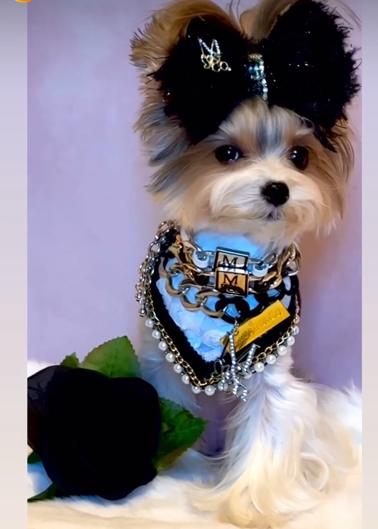 Forever Bliss: Bliss