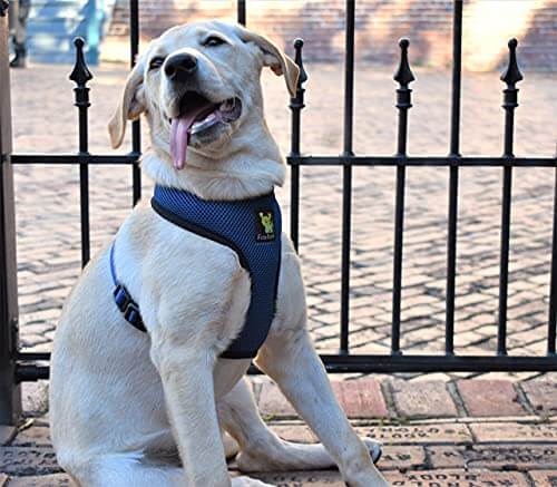 EcoBark Navy Dog Harness - Over-the-Head Soft Mesh Dog Vest Halter for Small to Medium Dogs and Puppies