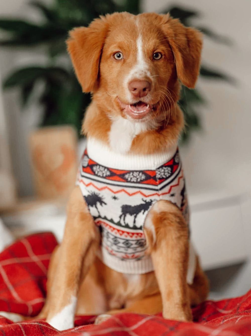 The Great Yukon Sweater - HT Animal Supply