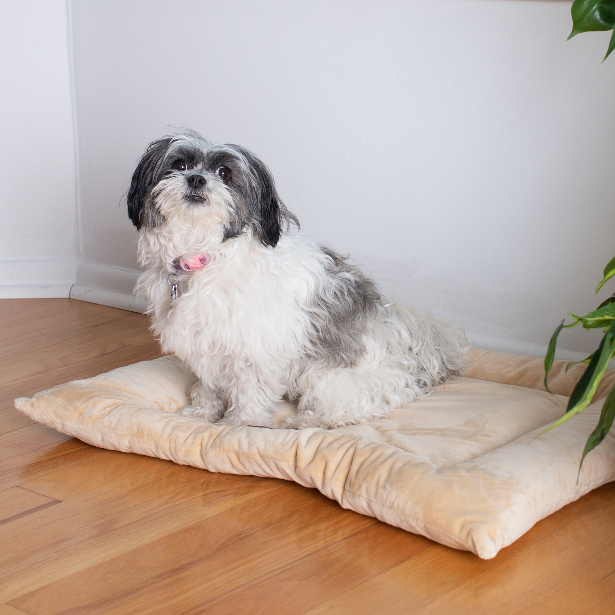 Armarkat M01CMH-M Medium Pet Bed Mat Dog Crate Soft Pad With Poly Fill Cushion Beige