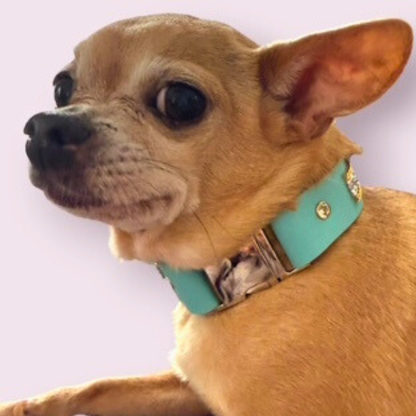 The Monte Carlo Dog Collar in Sniffany Blue