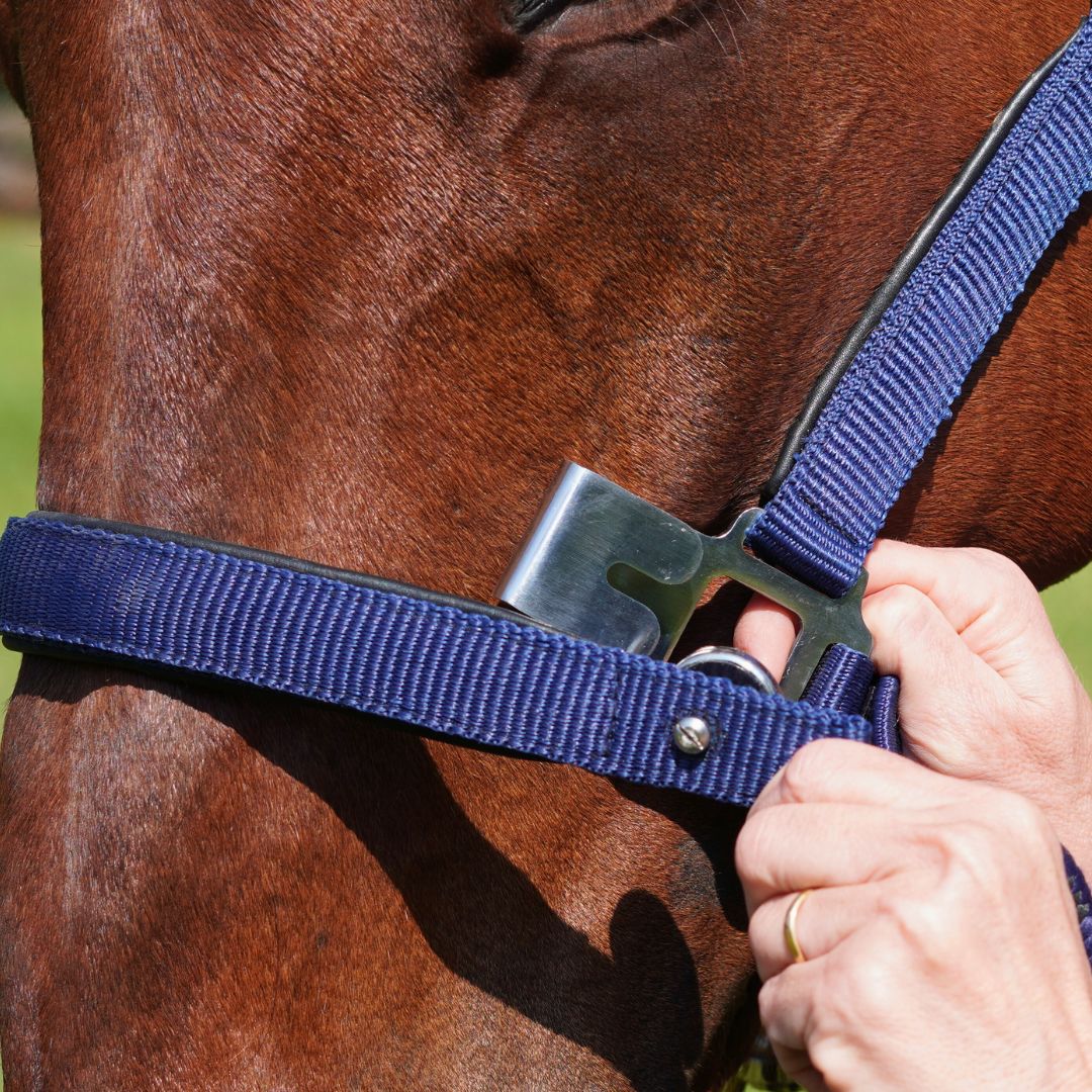 Magna Halter TM in Blue with Leather Breakaway