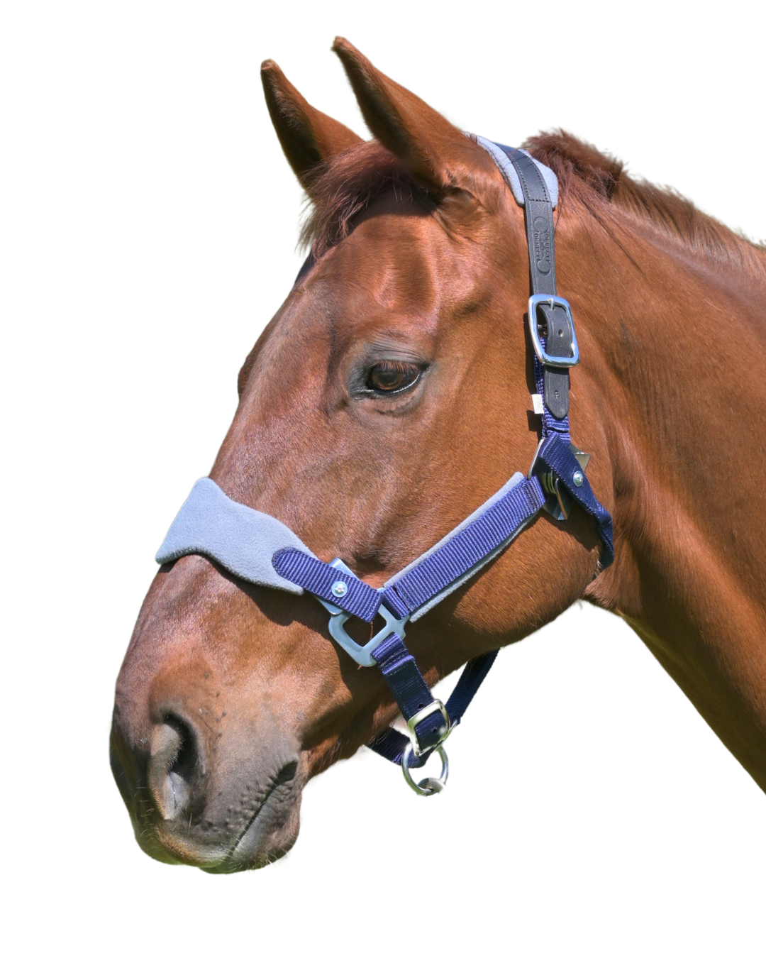 Magna Halter TM in Blue with Fleece Nose and Fleece Crownpiece Leather Breakaway