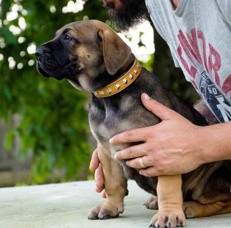 Bestia Superstar Leather Puppy Collar