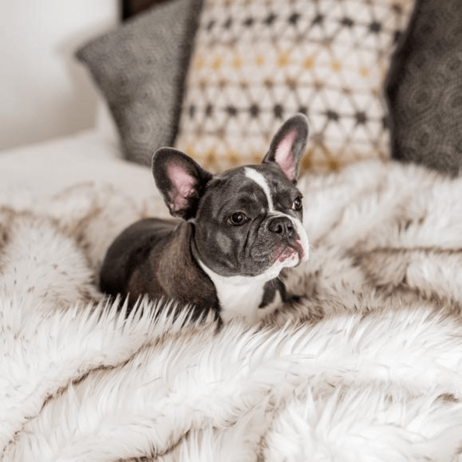 PupProtector Waterproof Throw Blanket White with Brown Accents 