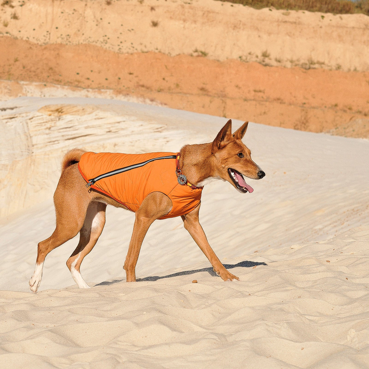 Bonne et Filou – Recycled Waterproof Dog Jacket & Vest
