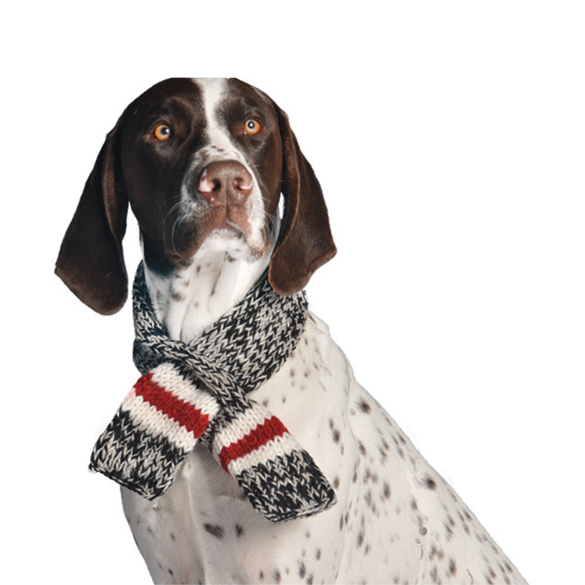 Chilly Dog Boyfriend Wool Pet Scarf