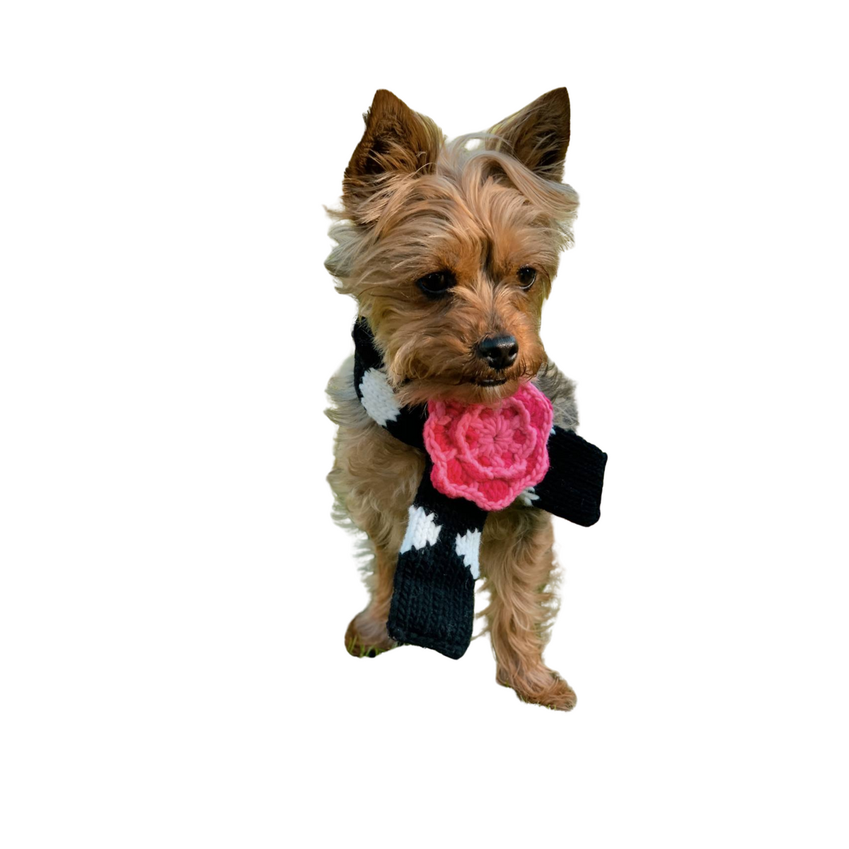 Chilly Dog Black Polka Dot Flower Wool Pet Scarf