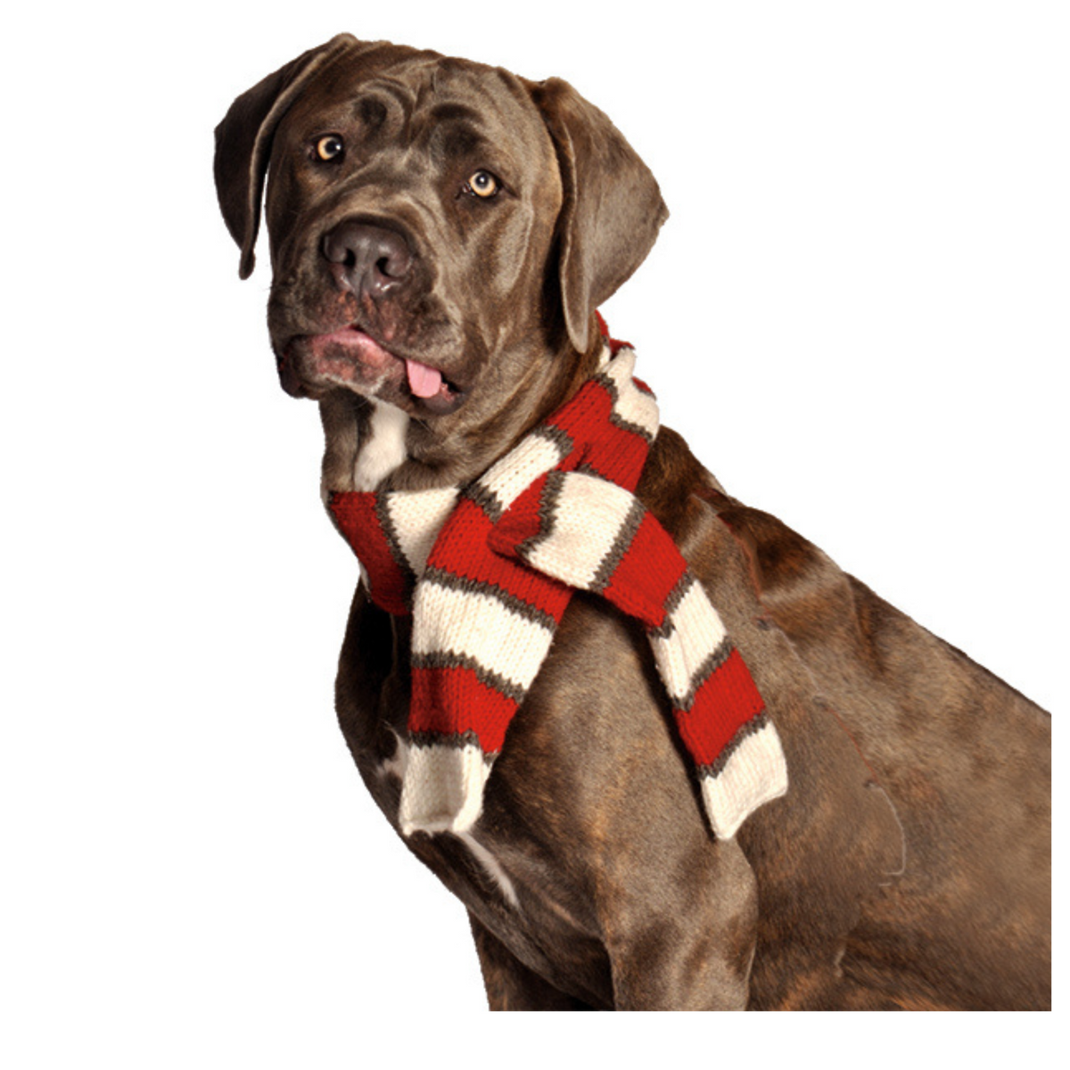 Chilly Dog Red and White Striped Wool Pet Scarf